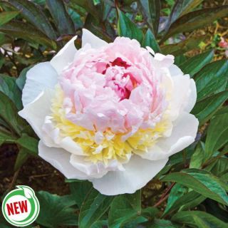 Madame De Verneville Peony Thumbnail